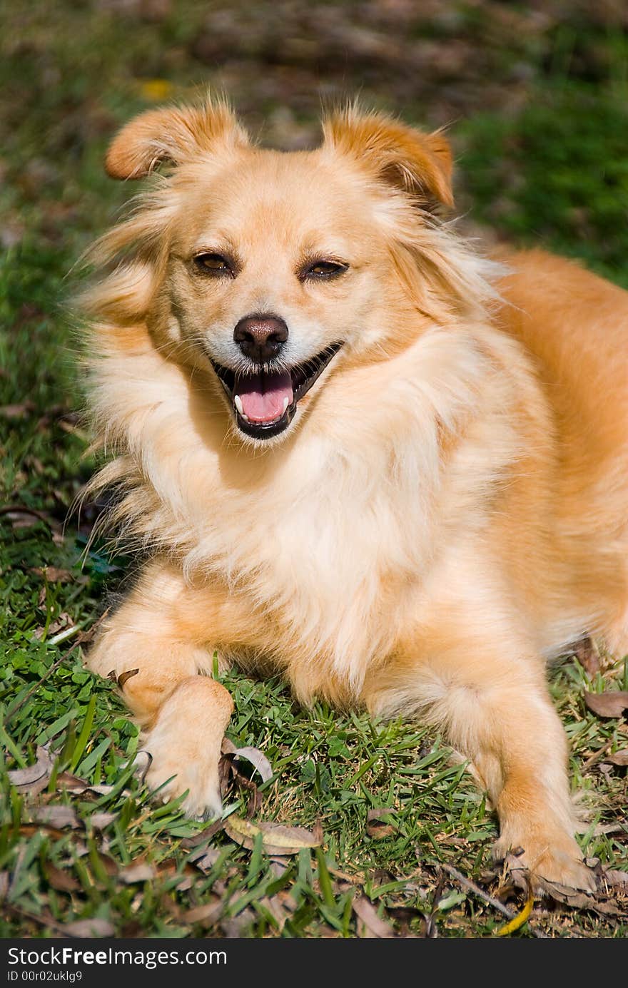 Happy Golden Retriever