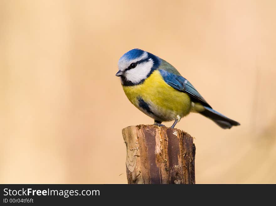 Blue Tit (aka Parus Caeruelus)