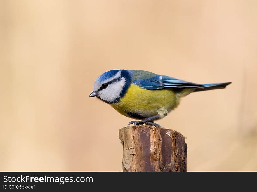 Blue tit (aka parus caeruelus)