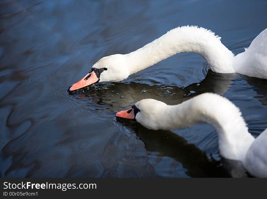 Two lovely swans on the blue water