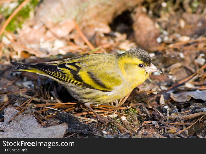 Siskin (Carduelis spinus)
Canon 400D + 400mm 5.6L