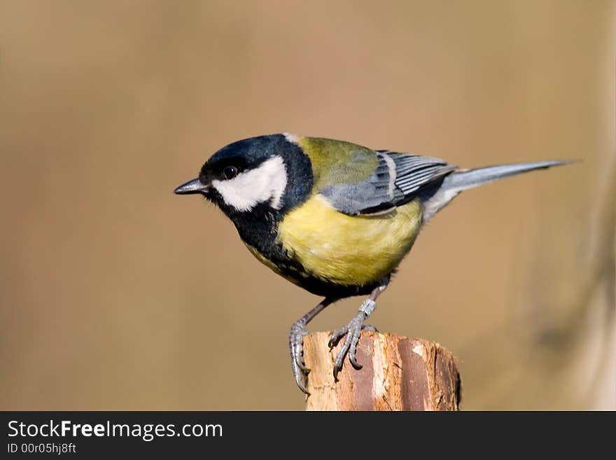 Great tit (aka parus major)