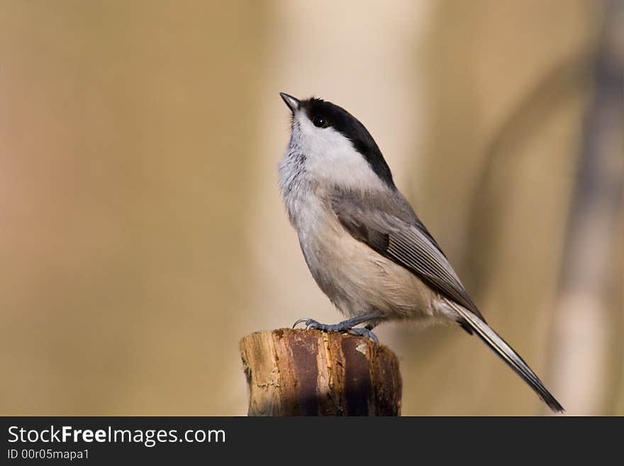 Willow tit