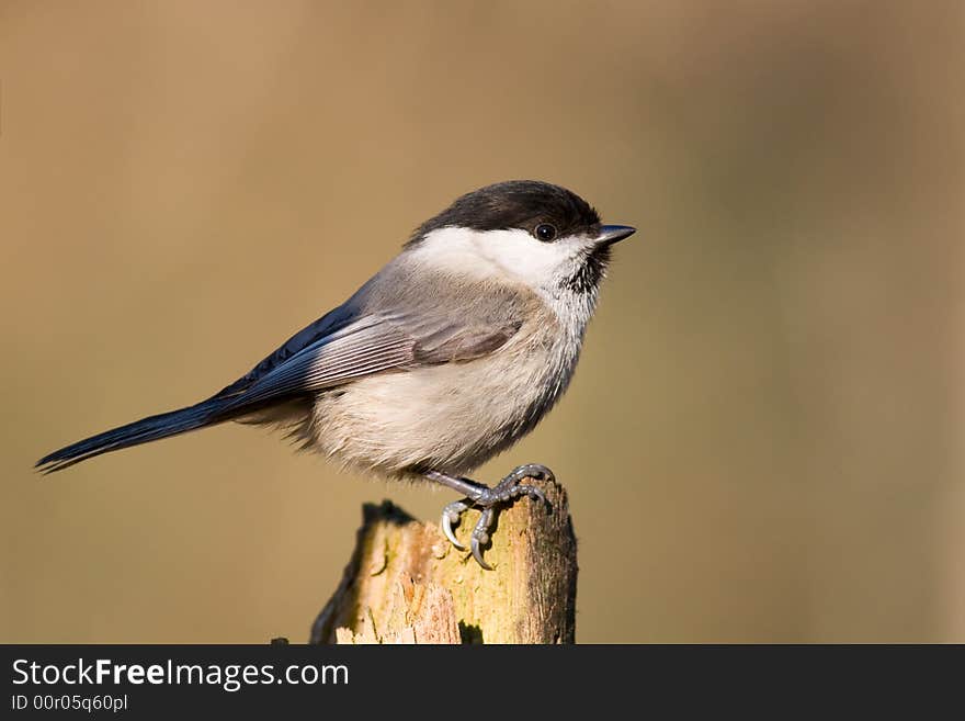 Willow tit
Canon 400D + 400mm 5.6L