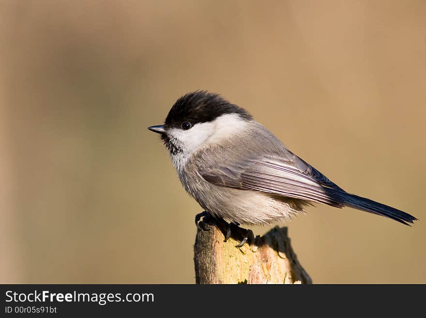 Willow tit