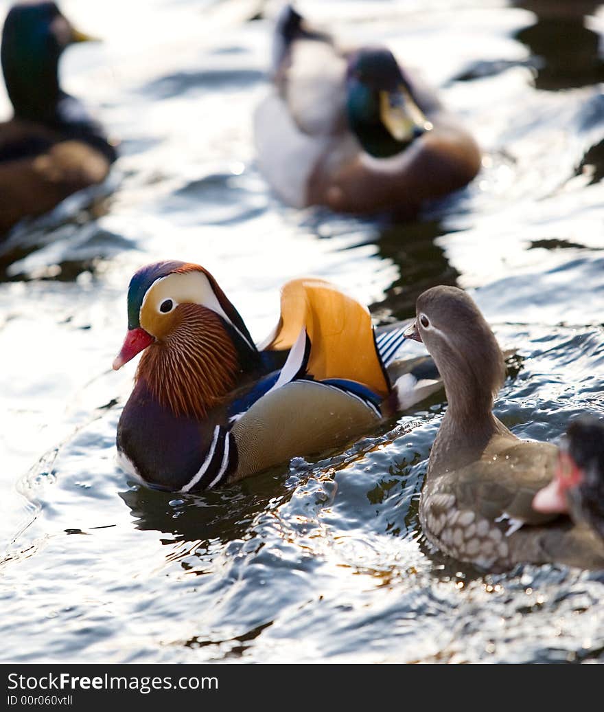 Colourful chinese duck in wild