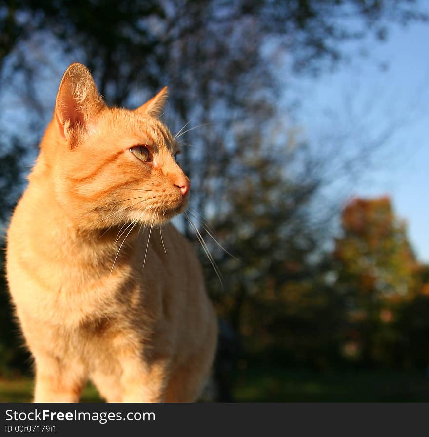 An Orange Kitten Dreaming On A Sunny Morning