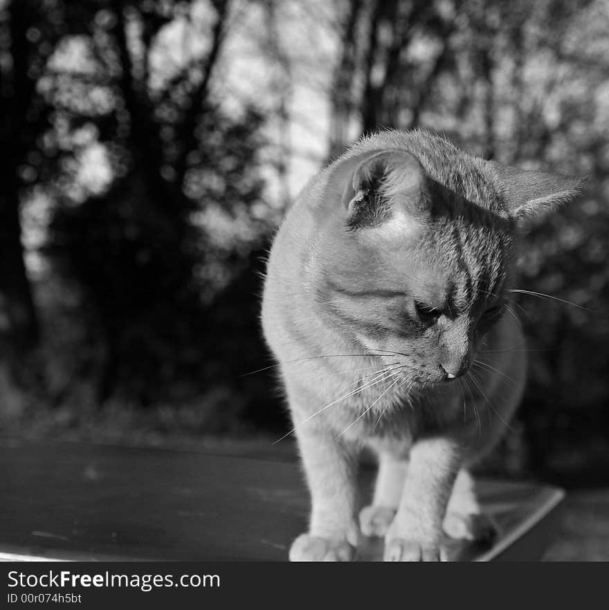 A kitty sitting on a park bench looking at the ground. A kitty sitting on a park bench looking at the ground