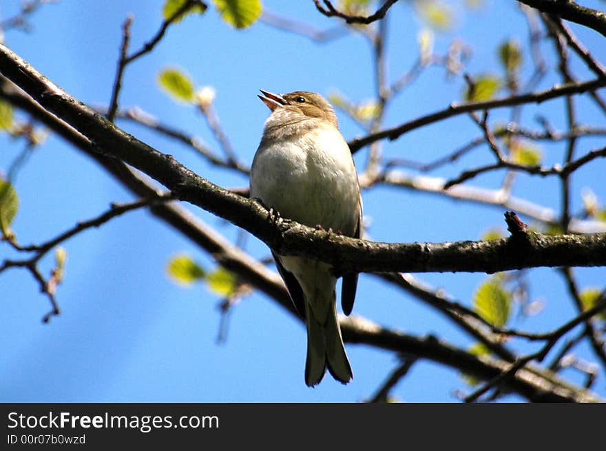 A Chaffinch singing in the trees. A Chaffinch singing in the trees