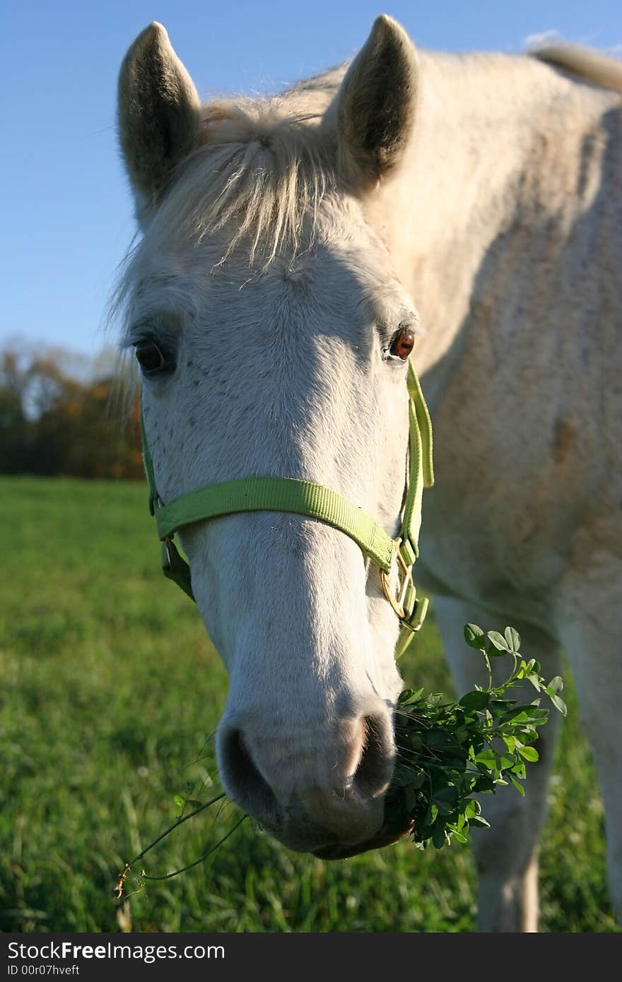 A white horse gives a funny look