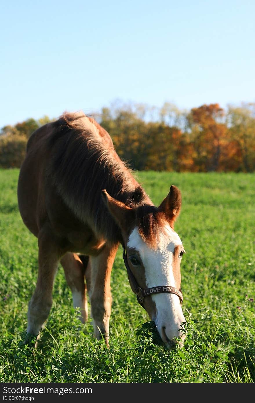 Beautiful animal on a sunny fall morning. Beautiful animal on a sunny fall morning