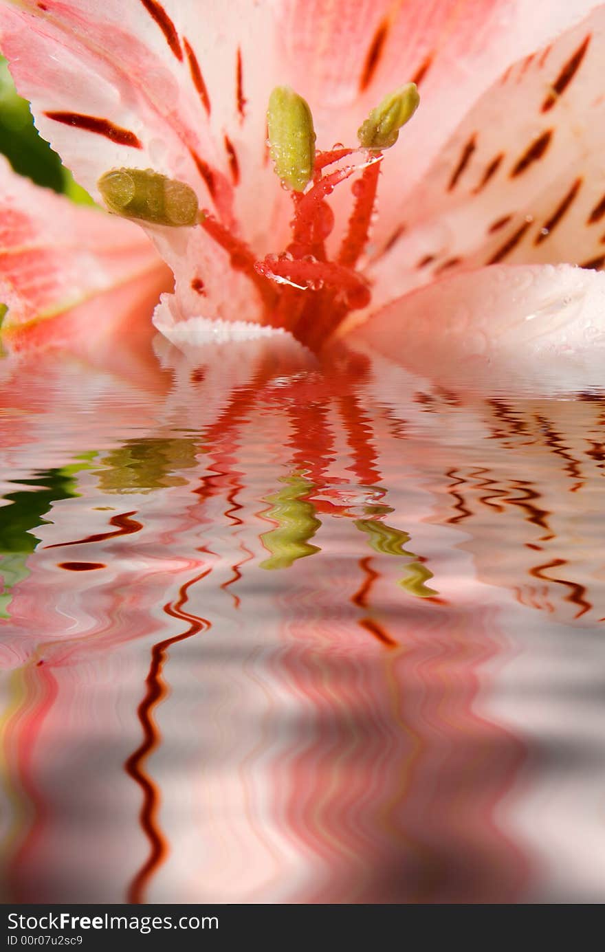 Beautiful pink lilly reflected in water. Beautiful pink lilly reflected in water