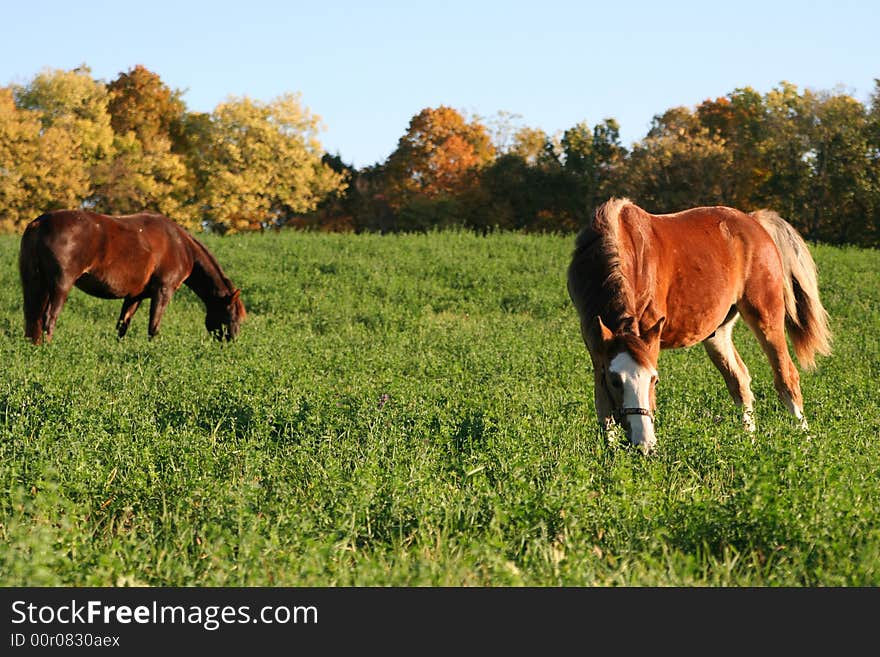 Horses Eating In An Open Pasture