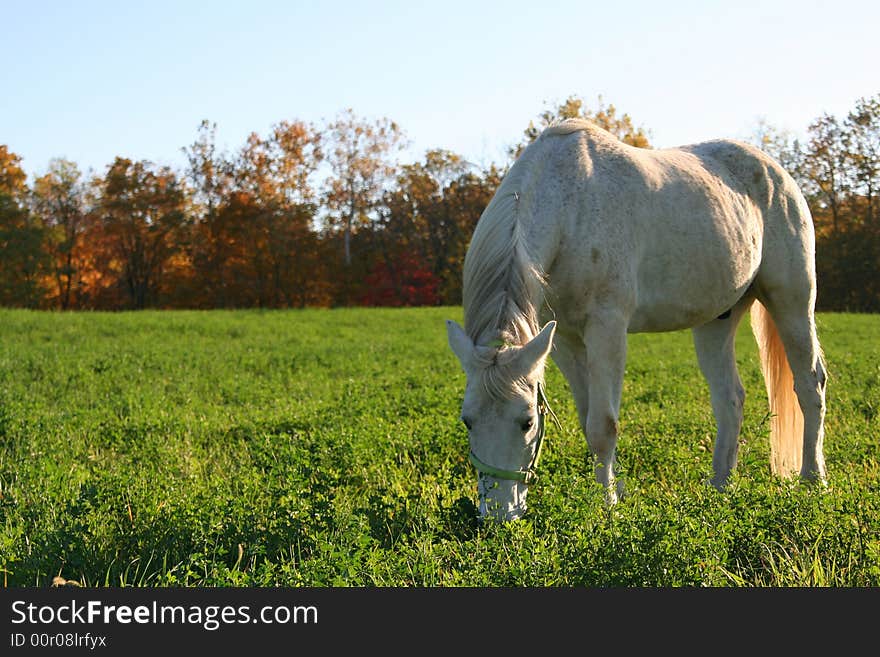 A Horse Standing In An Open Pasture