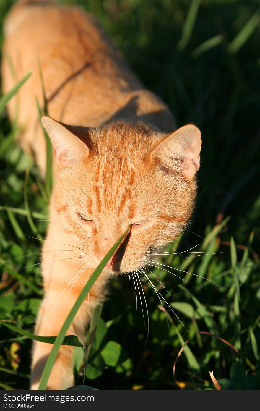 An orange kitten hunting for prey