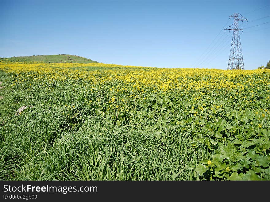 Blooming field of canola with a power line tower in the distance. Blooming field of canola with a power line tower in the distance