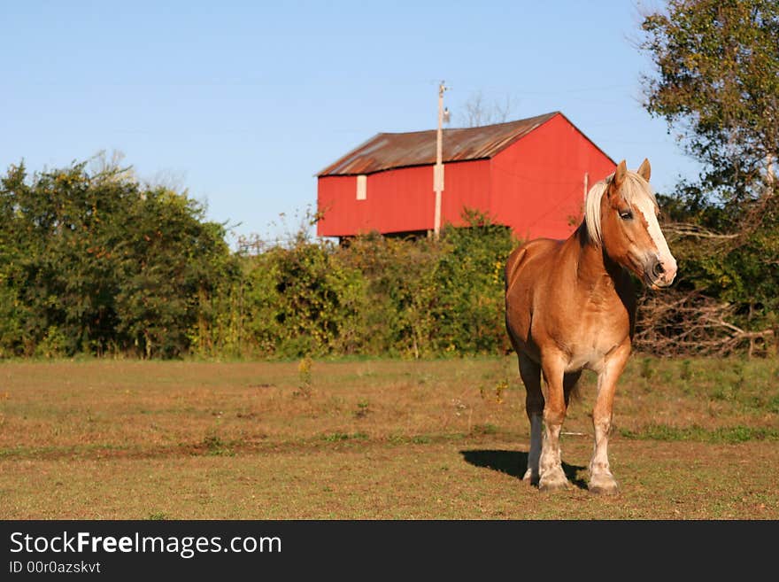 A horse standing in an open pasture