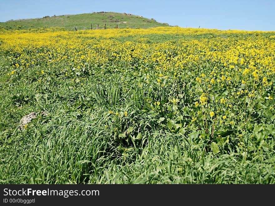 Bright and vibrant spring background