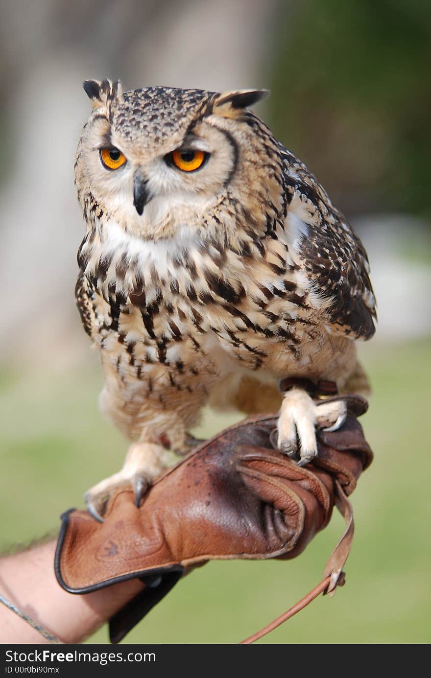 Type of horned owl found in europe. Type of horned owl found in europe