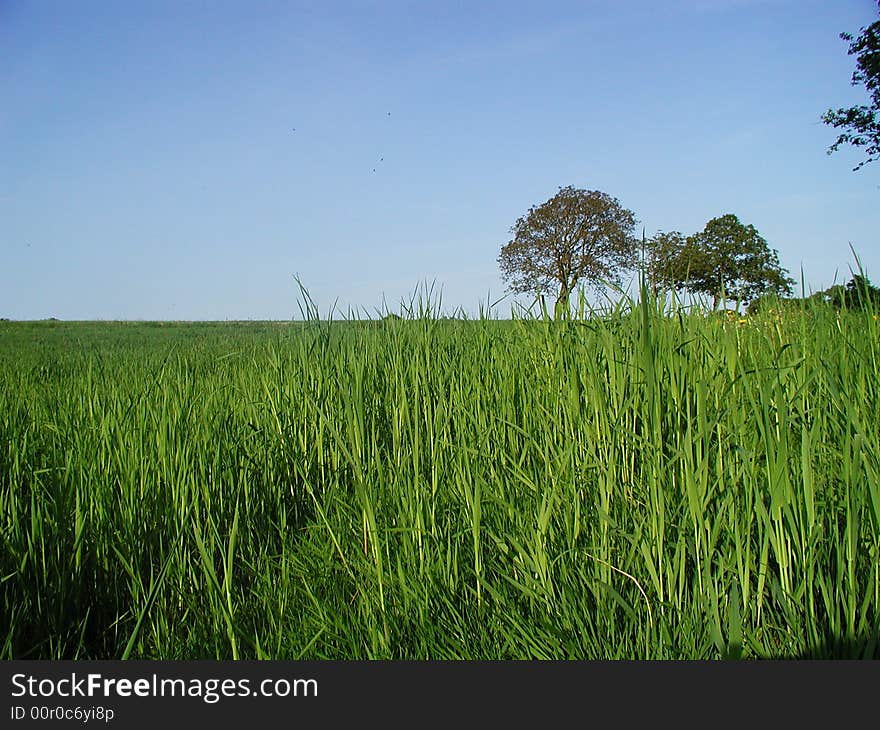 Grassland with trees and blue sky