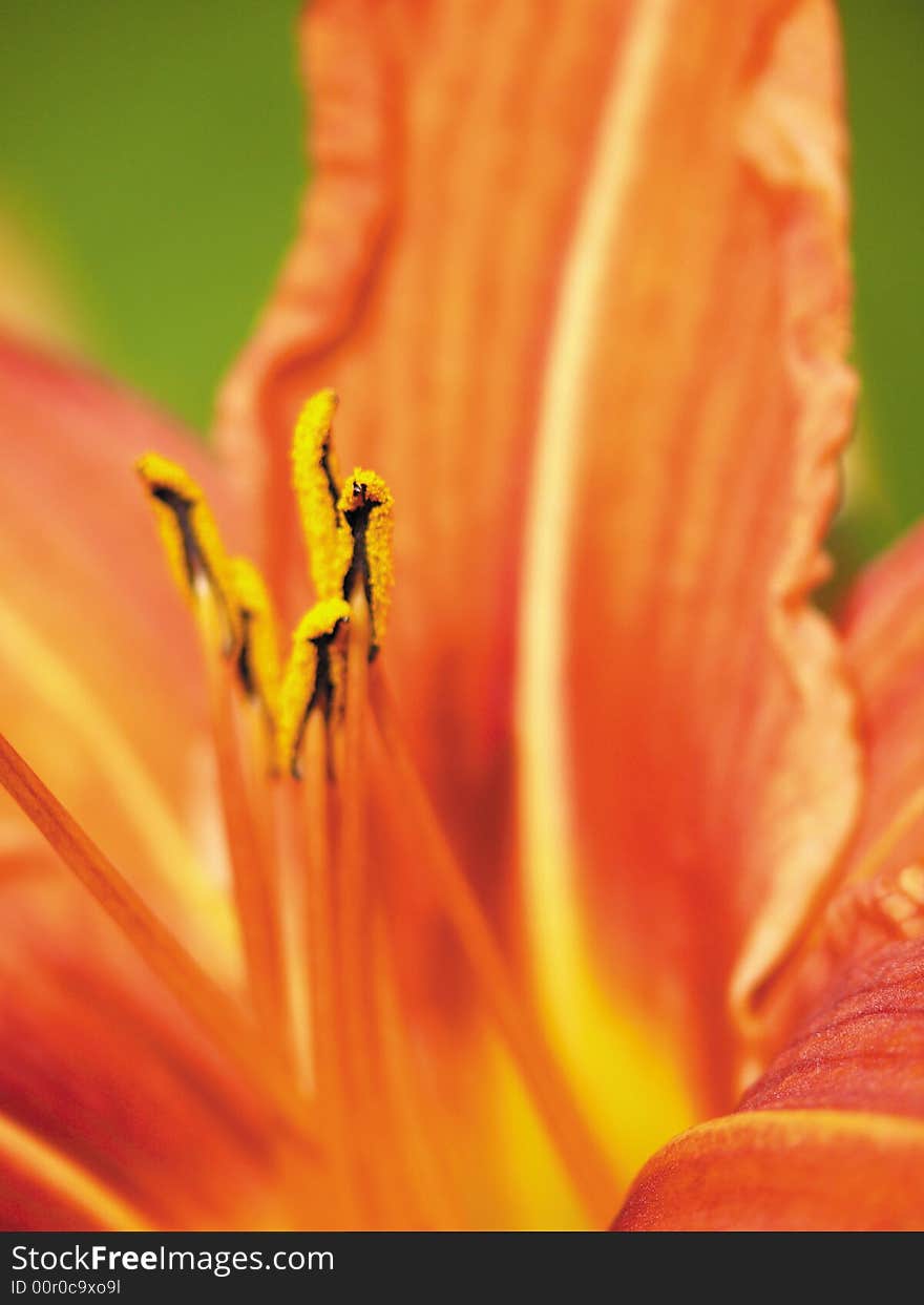 Red lily in a garden. Pestles and stamens.