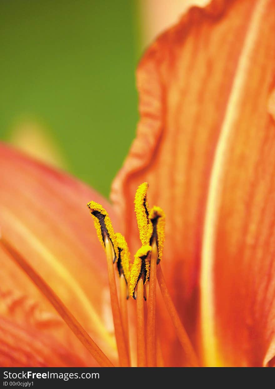 Red lily in a garden. Pestles and stamens.