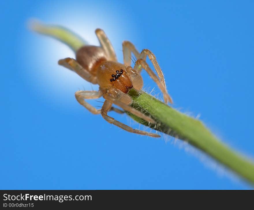 This spider is called a flatbelly spider in the Netherlands. It is a small spider that's walks like a big tarantula. Very slow. That's make it a lot easier to make a picture of it. I hope you like it. This spider is called a flatbelly spider in the Netherlands. It is a small spider that's walks like a big tarantula. Very slow. That's make it a lot easier to make a picture of it. I hope you like it.