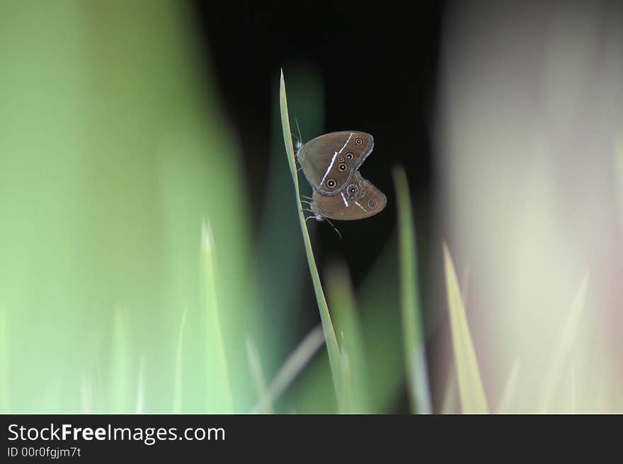 Pic of two butterflies in love at the standing grass. Pic of two butterflies in love at the standing grass.