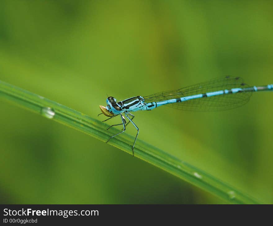 Early breakfast. A dragonfly sitting on a blade. Early breakfast. A dragonfly sitting on a blade.