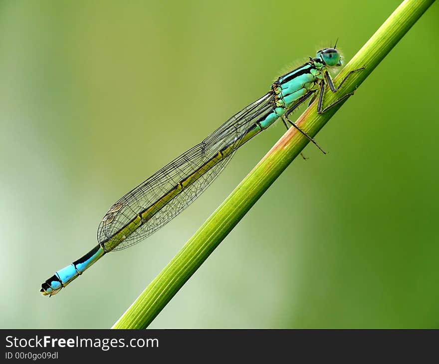 This is a nice blue dragonfly. You can find these a lot near water.