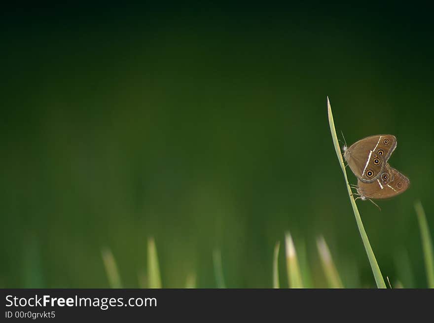 Butterflies try to make their children in the grass. Butterflies try to make their children in the grass