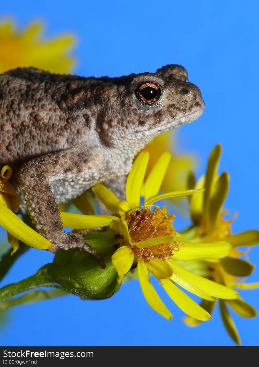 Flower Frog