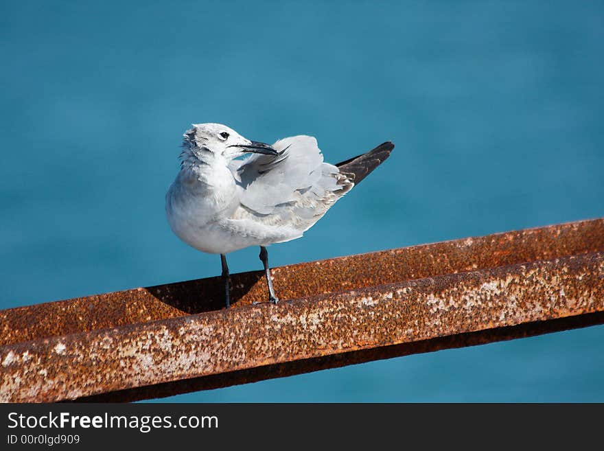 A gull preens on a rusty railroad track on old 7 Mile Bridge in theFlorida Keys. A gull preens on a rusty railroad track on old 7 Mile Bridge in theFlorida Keys