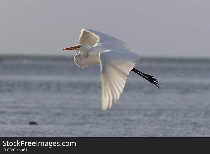 A great white egret takes wing in morning sunshine. A great white egret takes wing in morning sunshine