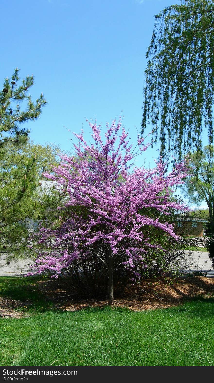 Blossoming pink flower tree