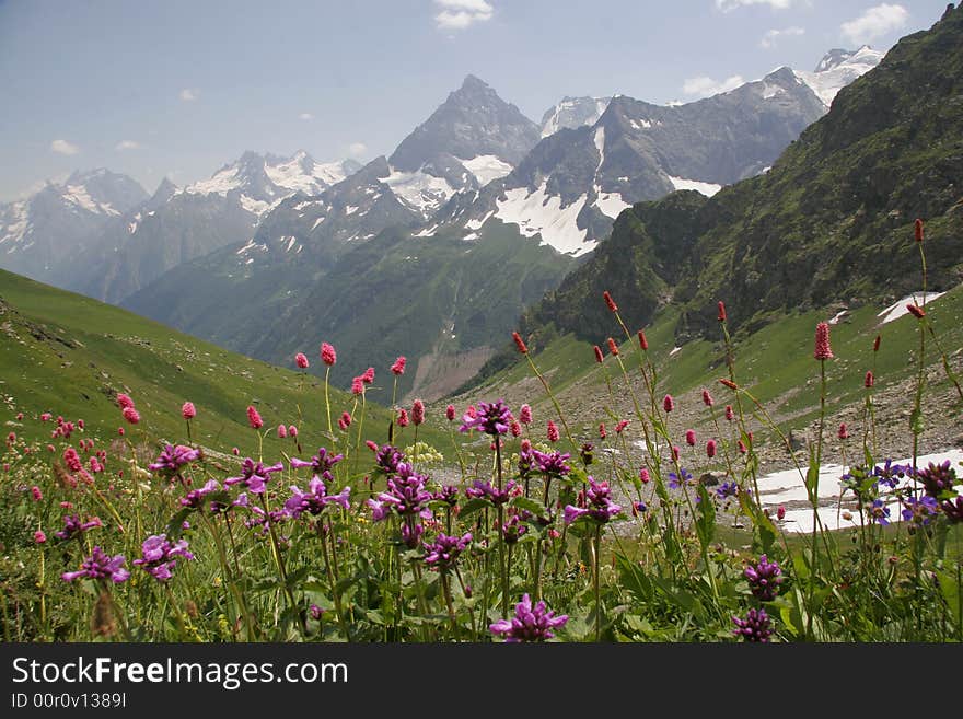 The valley of flowers in mountains