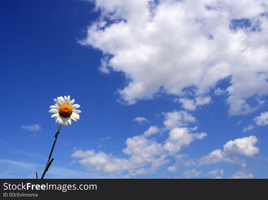 Sunny daisy over clouds