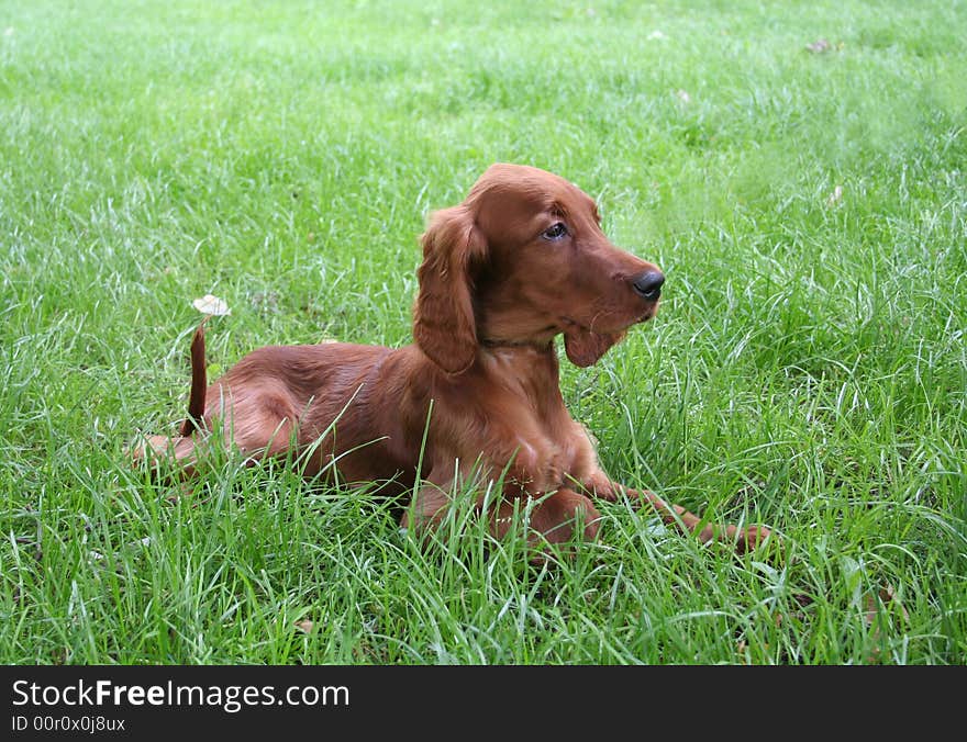 Young irish setter on green field. Young irish setter on green field