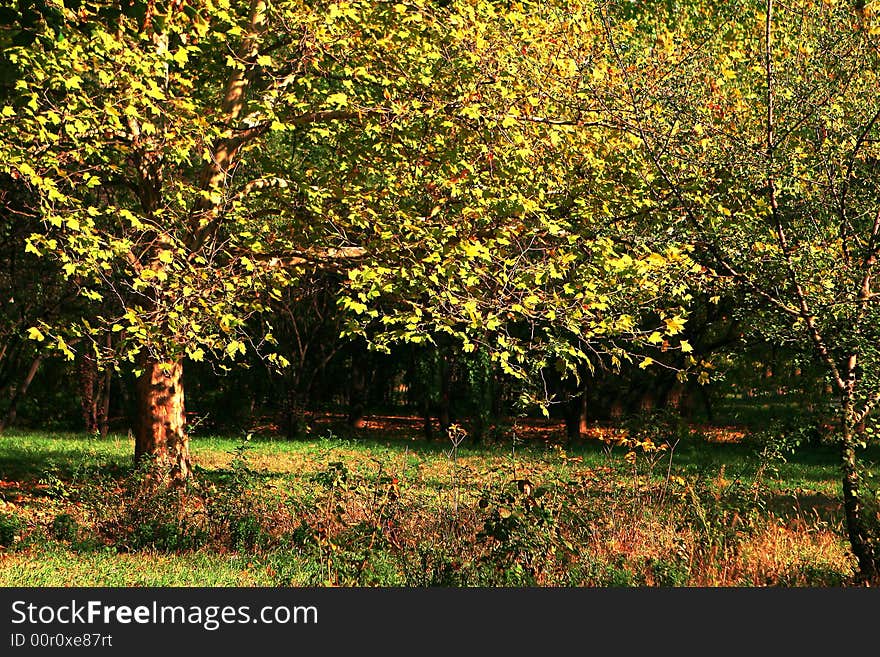 A very beautiful colored park. A very beautiful colored park