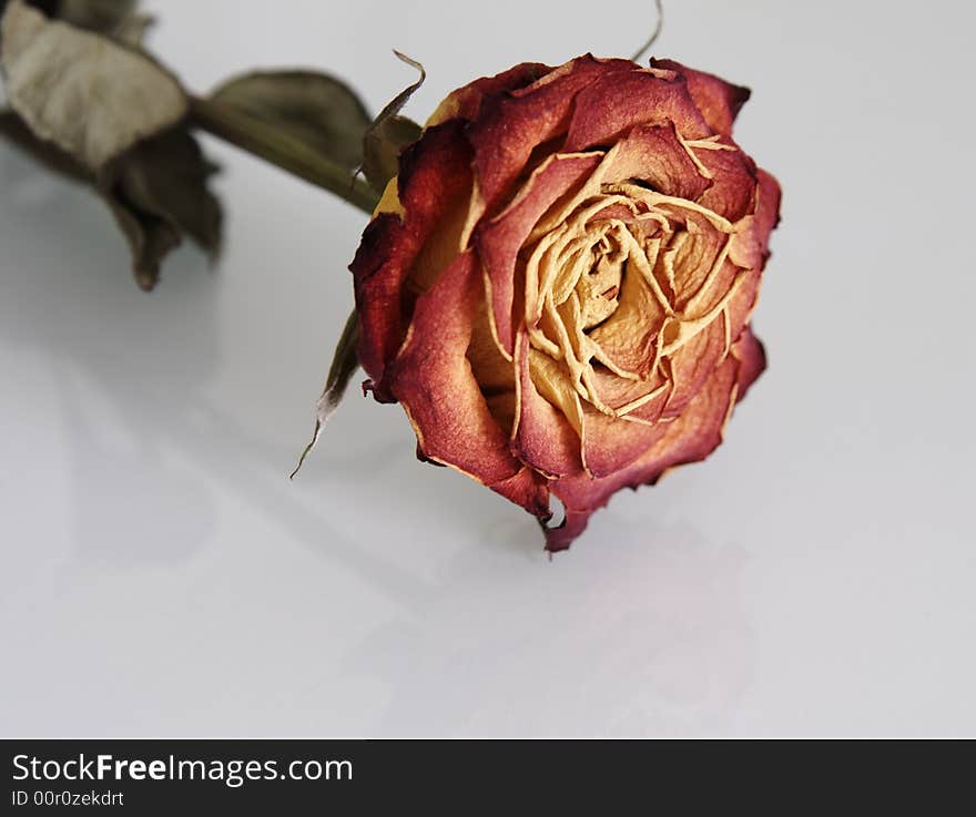 Close-up of faded rose with reflection on blue background