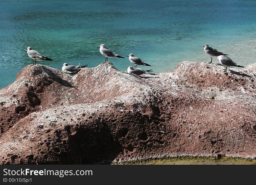 Sea gulls resting at the beach. Sea gulls resting at the beach