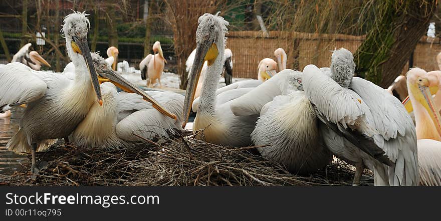 Pelicans