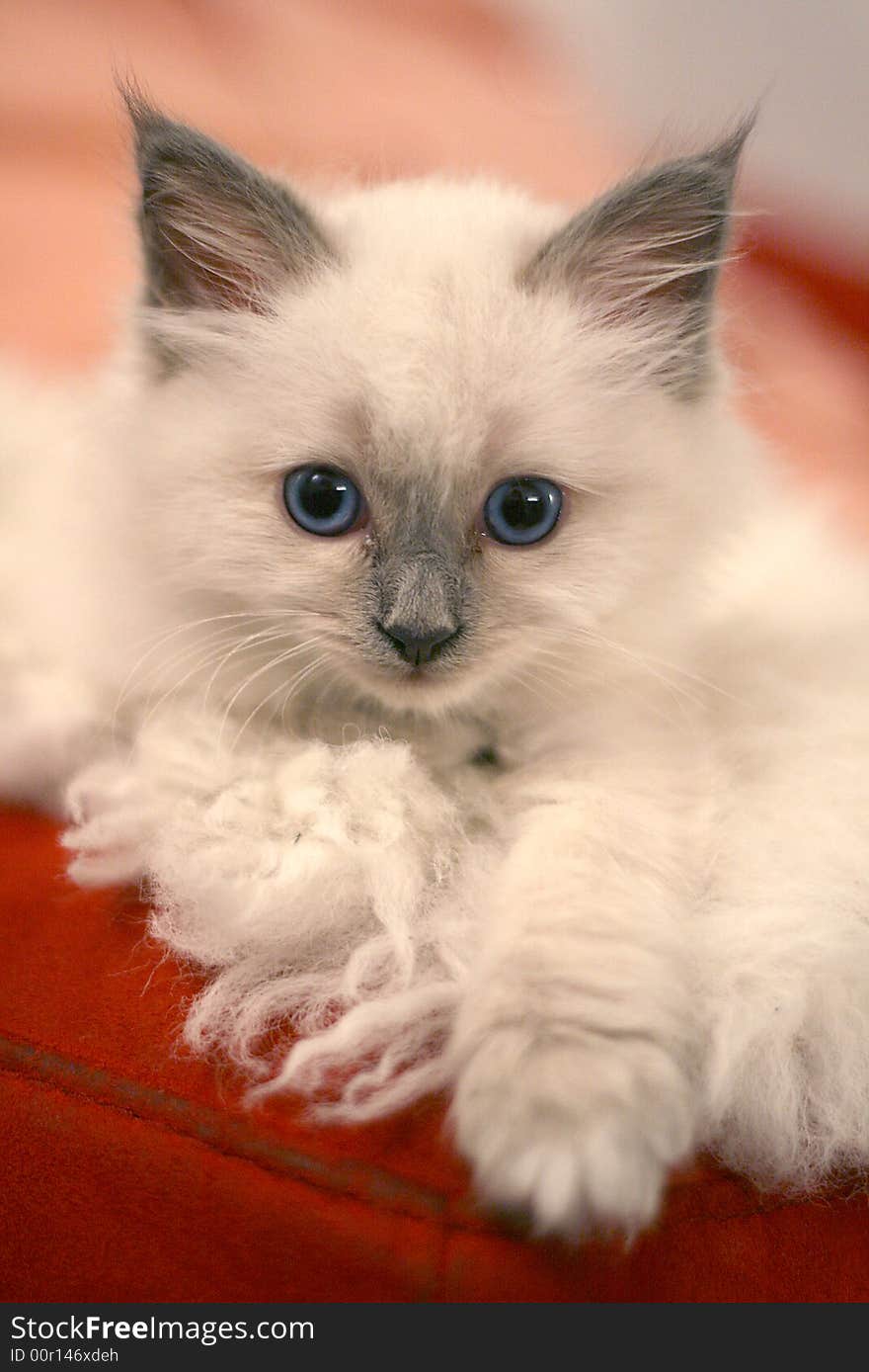 White fluffy Ragg doll kitten. White fluffy Ragg doll kitten