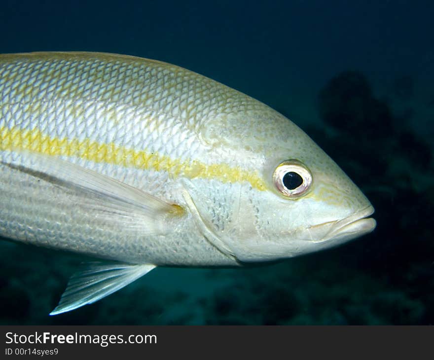 A Yellowtail Snapper in the Caribbean Sea. A Yellowtail Snapper in the Caribbean Sea