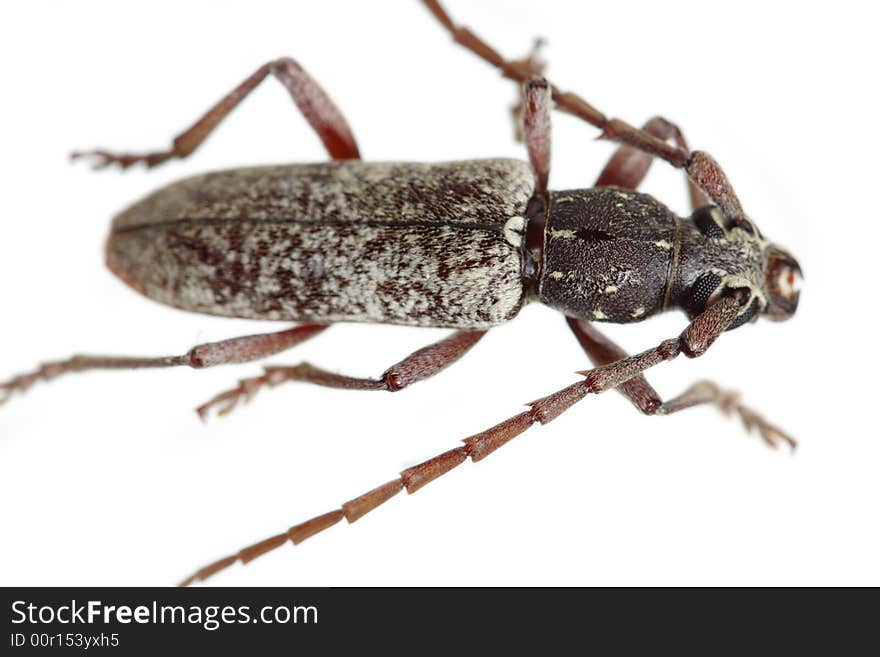 Bug Isolated on a white background shot with macro lens to show great detail. Buy the biggest size, you wont regret it. Bug Isolated on a white background shot with macro lens to show great detail. Buy the biggest size, you wont regret it.