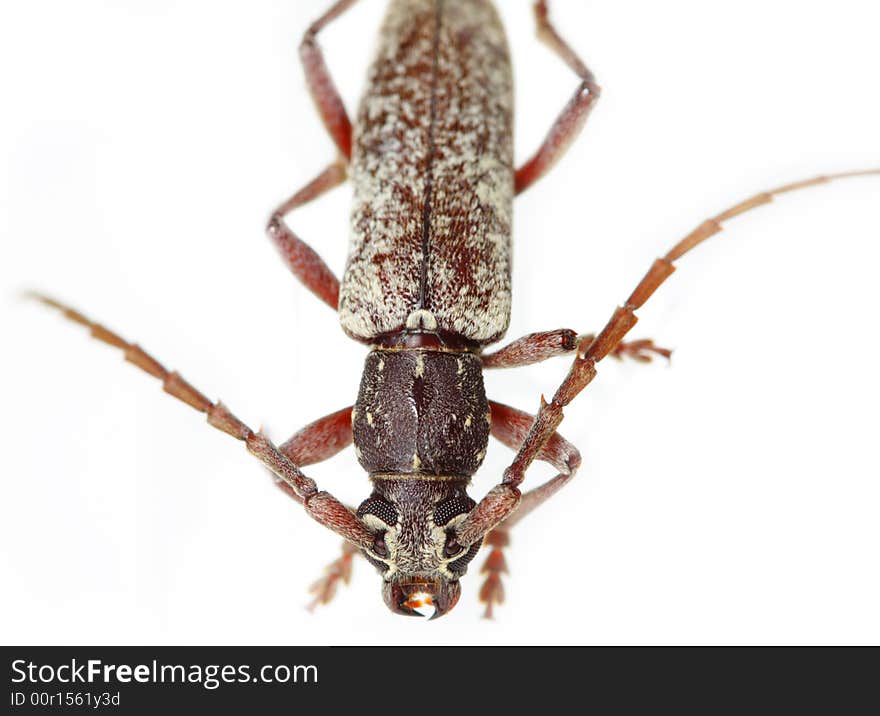 Bug Isolated on White