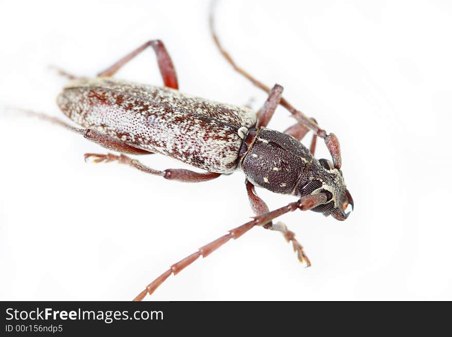 Bug Isolated On White