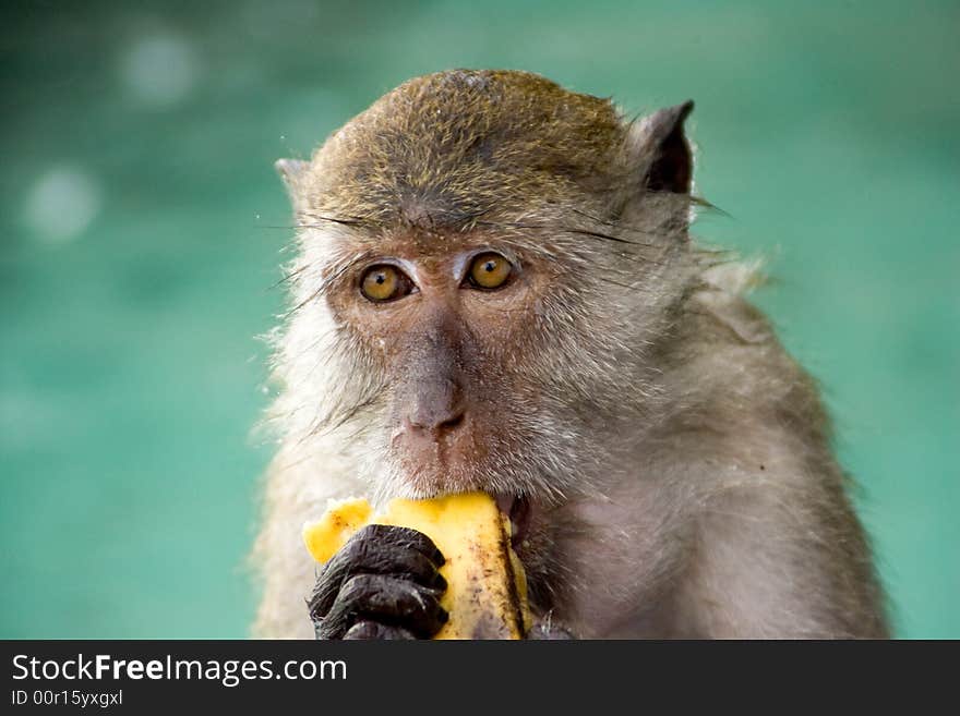 Macque Mokey eating a banana