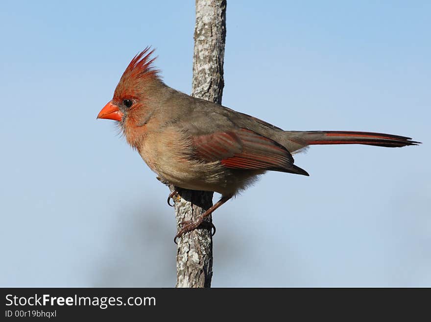 Female Northern Cardinal with clear sky and morning light. Female Northern Cardinal with clear sky and morning light.