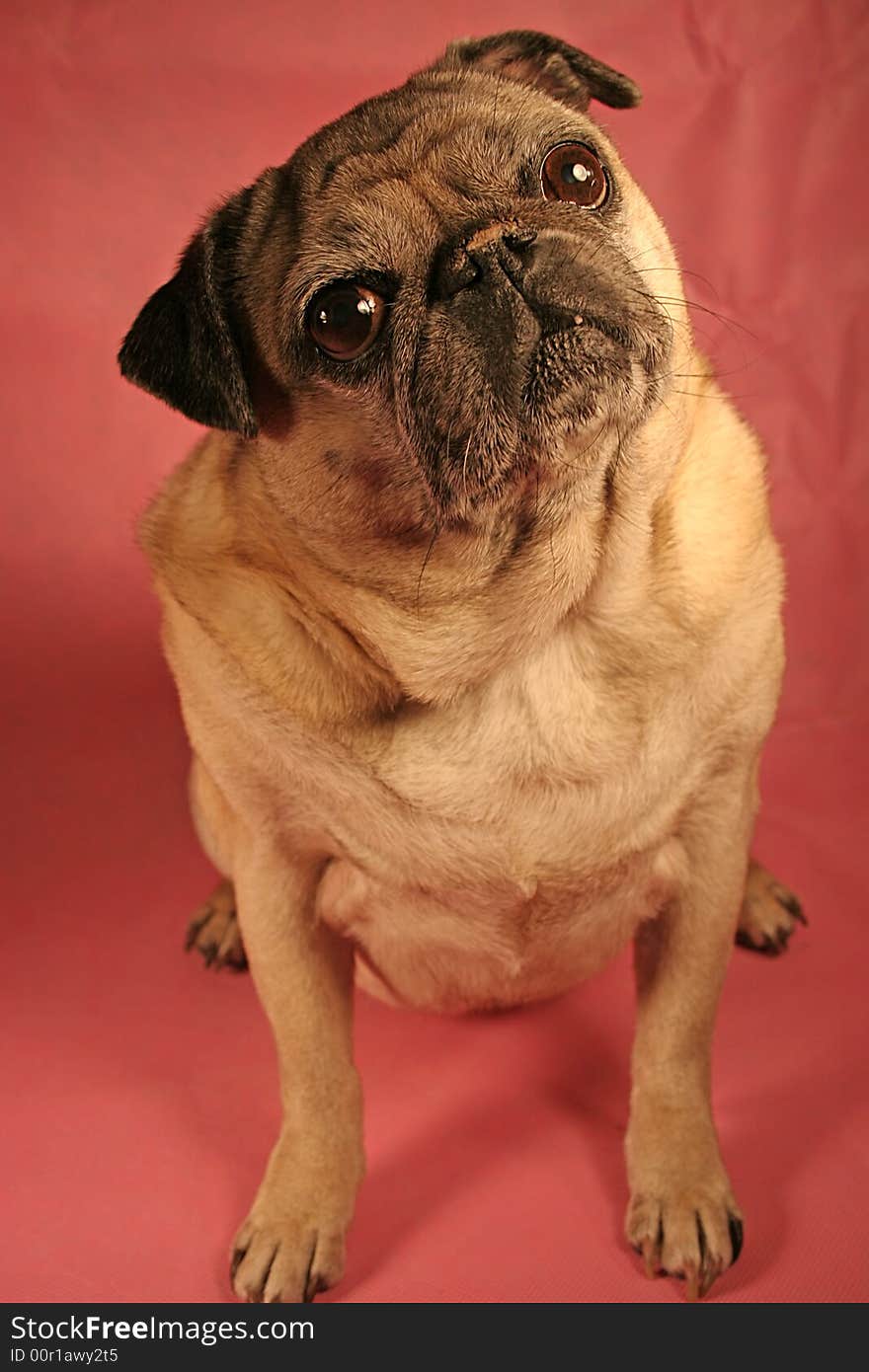 Female portraite of pug with pink background. Female portraite of pug with pink background